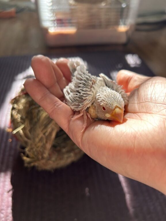 はるちゃん巣上げ