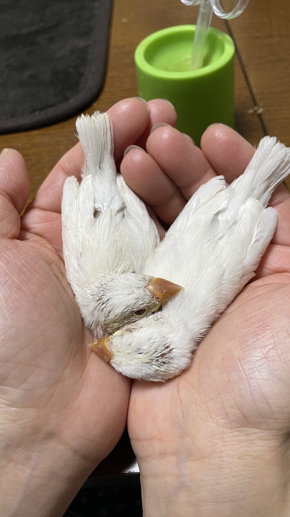 こめむぎ雛挿し餌